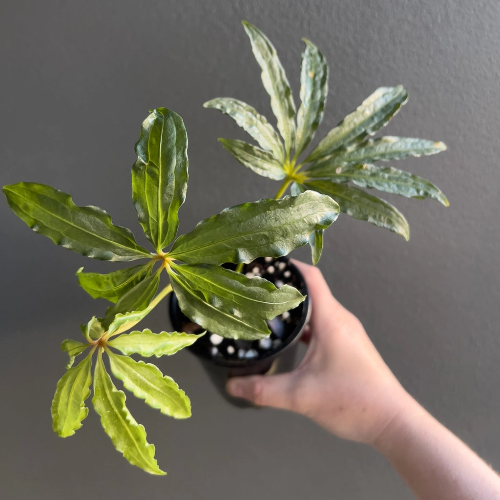 Hand holding a mature Anthurium polyschistum Finger Leaf with elongated lobes and rich green leafy texture.