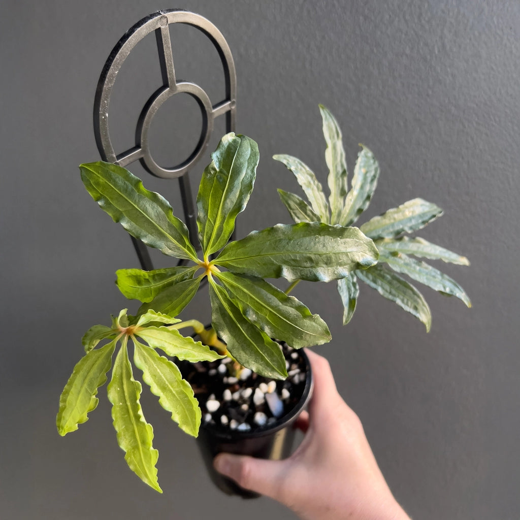 Anthurium polyschistum Finger Leaf in a black nursery pot featuring long narrow leaf segments and strong green tone.