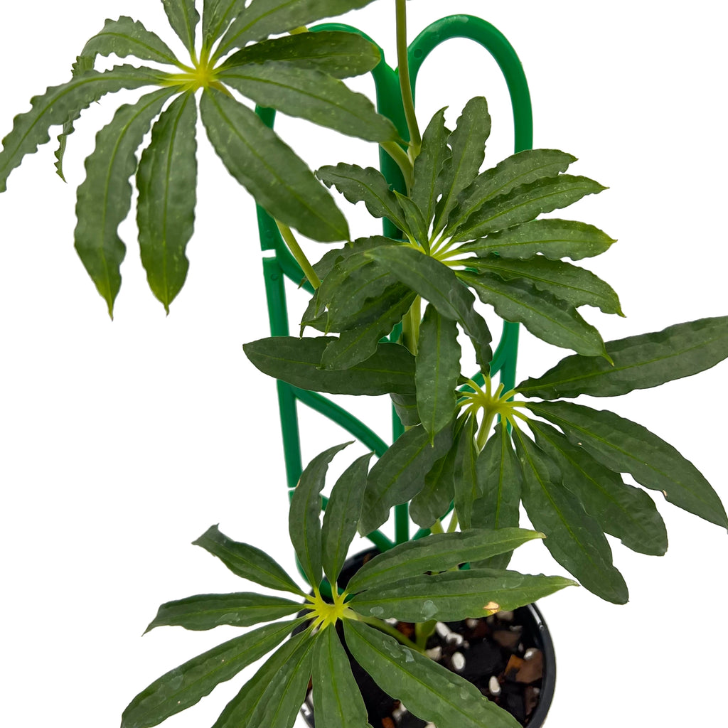 Anthurium polyschistum Finger Leaf plant with lush green leaves and moss pole support, ideal for indoor gardening.