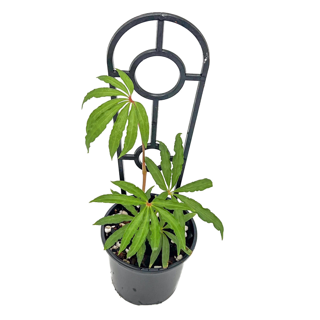 Anthurium polyschistum Finger Leaf in a pot with trellis, ideal for rare indoor plants and express shipping in Australia.