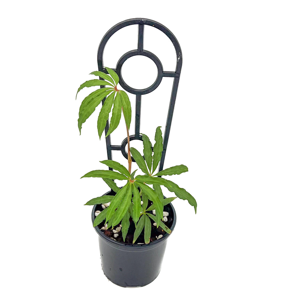 Anthurium polystichum Finger Leaf in a pot with a support trellis, perfect rare indoor plant available in Australia.