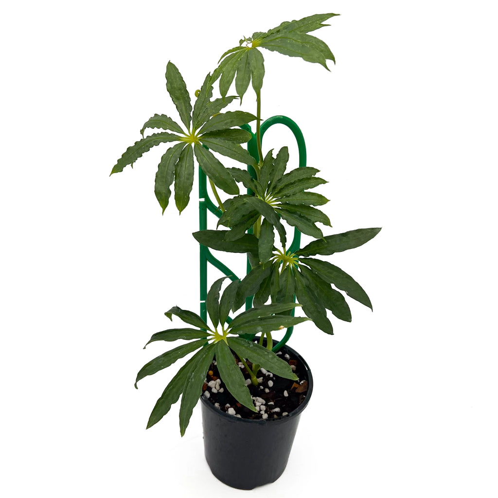 Anthurium polyschistum Finger Leaf plant in a black pot, ideal for indoor spaces, available in Australia.