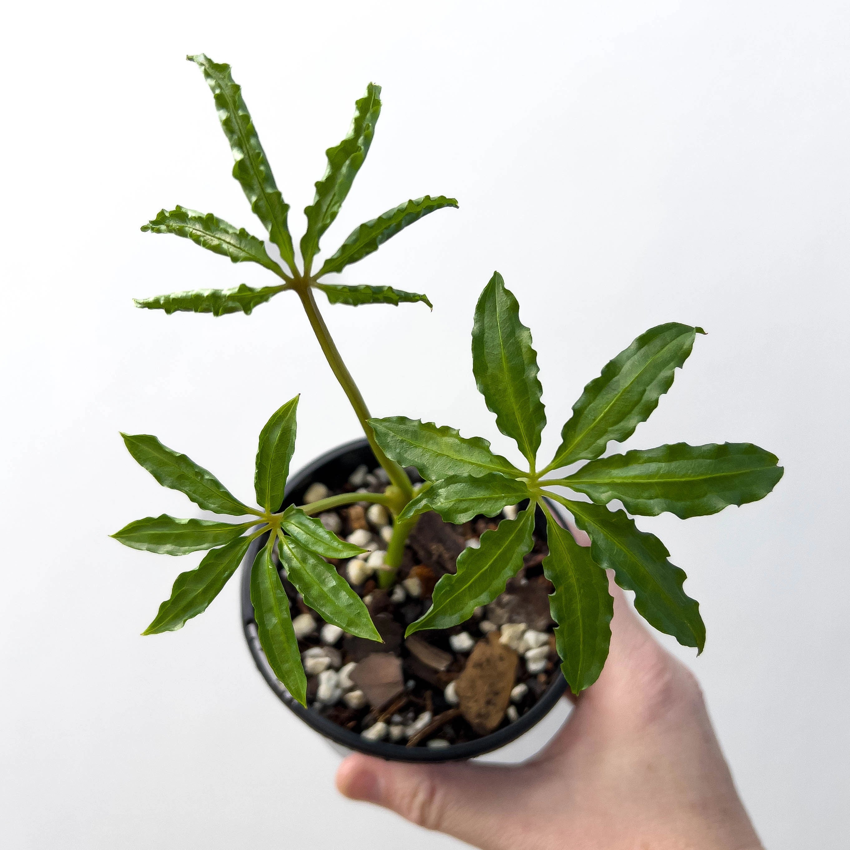 anthurium polyschistum for sale Buy Anthurium Polyschistum Finger Leaf Online, Australia