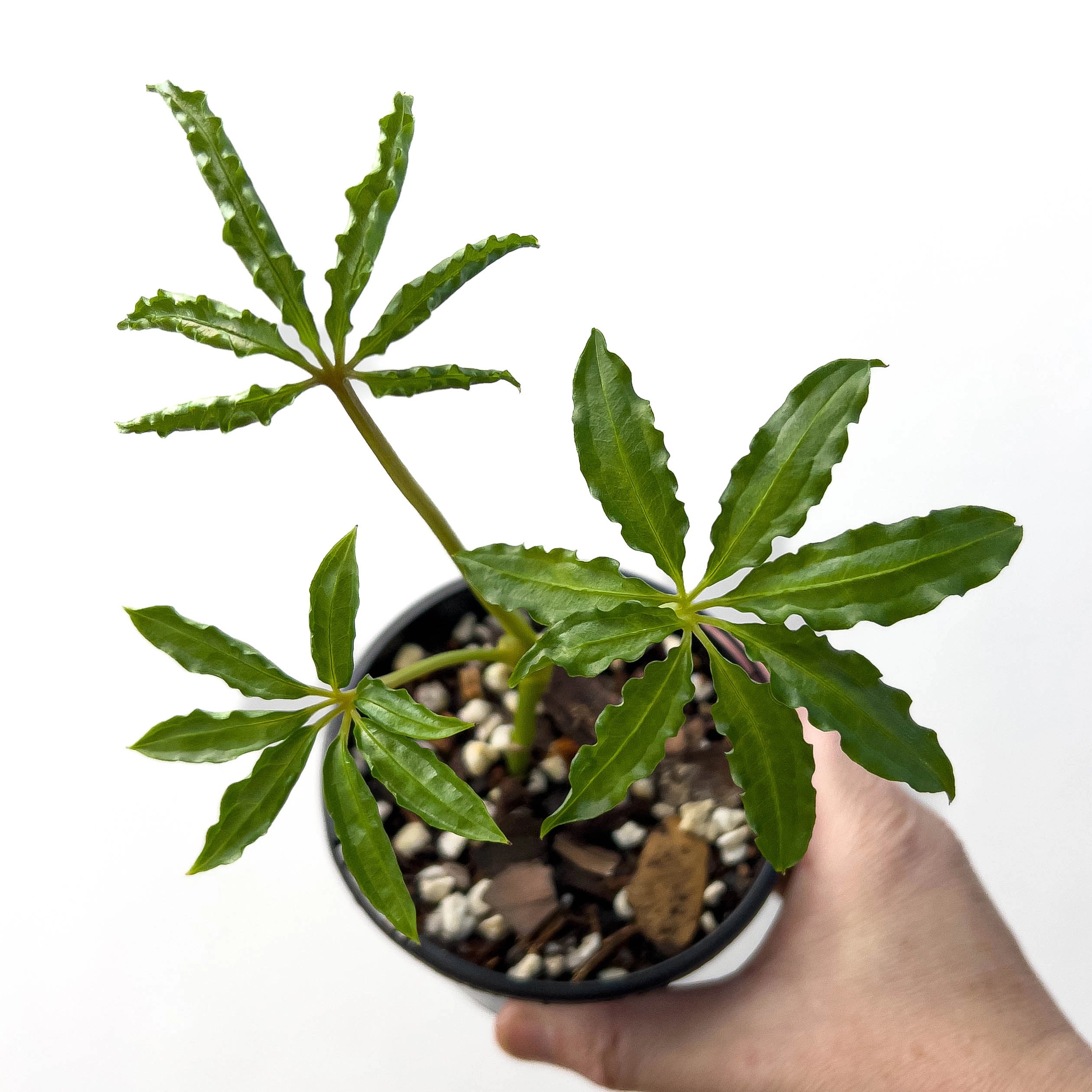 anthurium plants for sale australia Buy Anthurium Polyschistum Finger Leaf Online, Australia