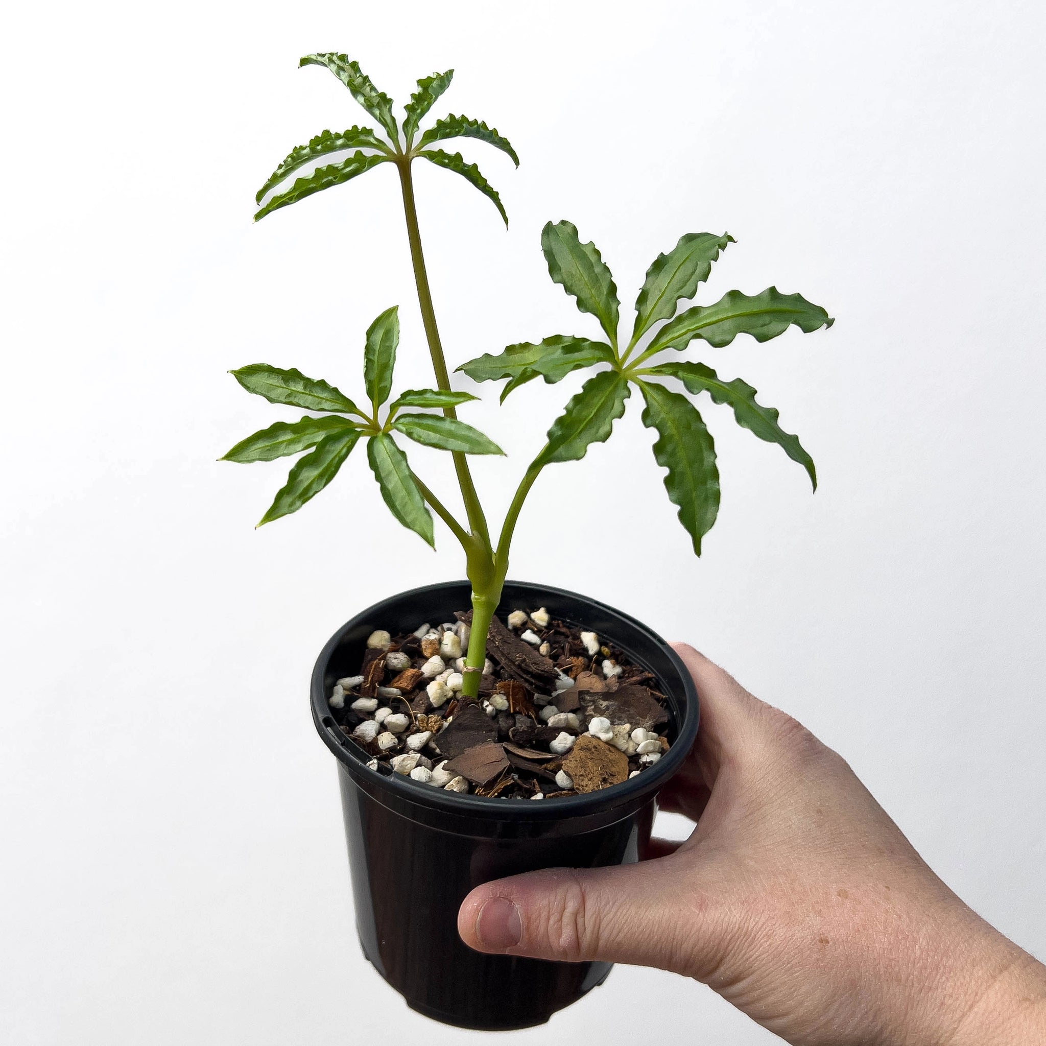 Buy Anthurium Polyschistum Finger Leaf Online, Australia