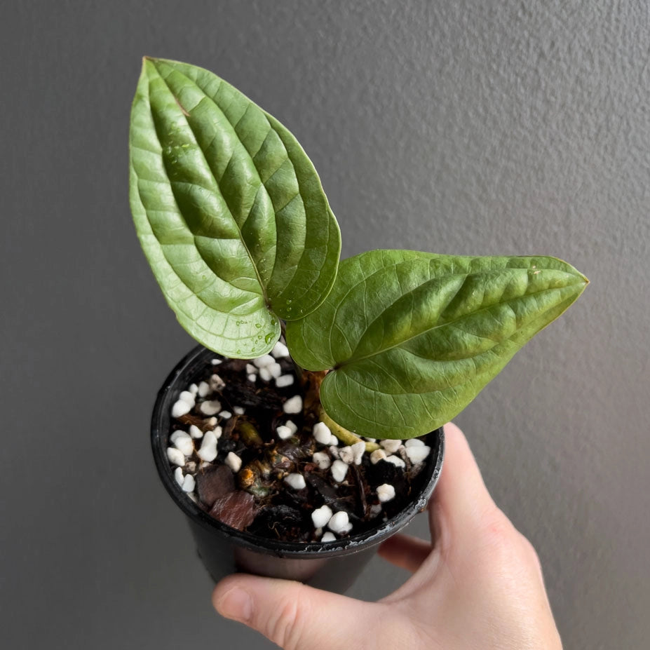 anthurium radicans australia Buy Anthurium Radicans – Rare Indoor Plant Australia