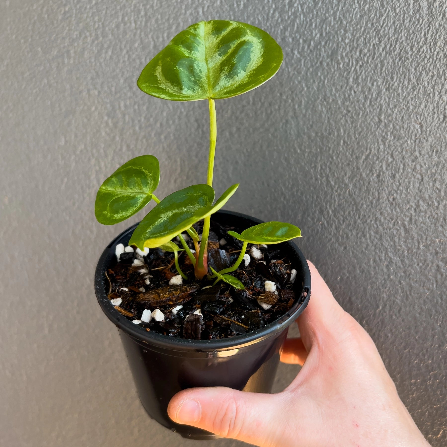 lily pad plant indoor Anthurium 'Lilypad'