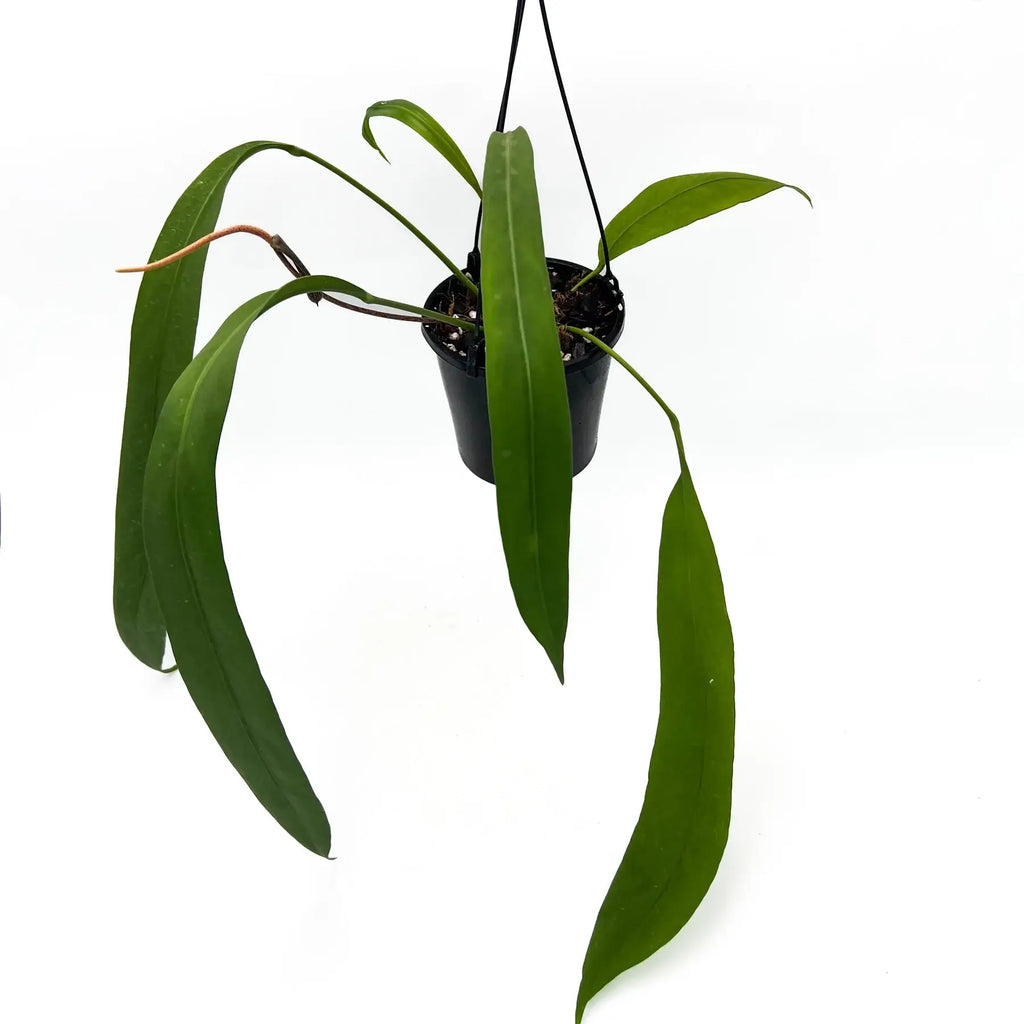 Anthurium vittarifolium with long, strap-like leaves in a hanging pot. Buy rare indoor plants online at Chalet Boutique, Australia.