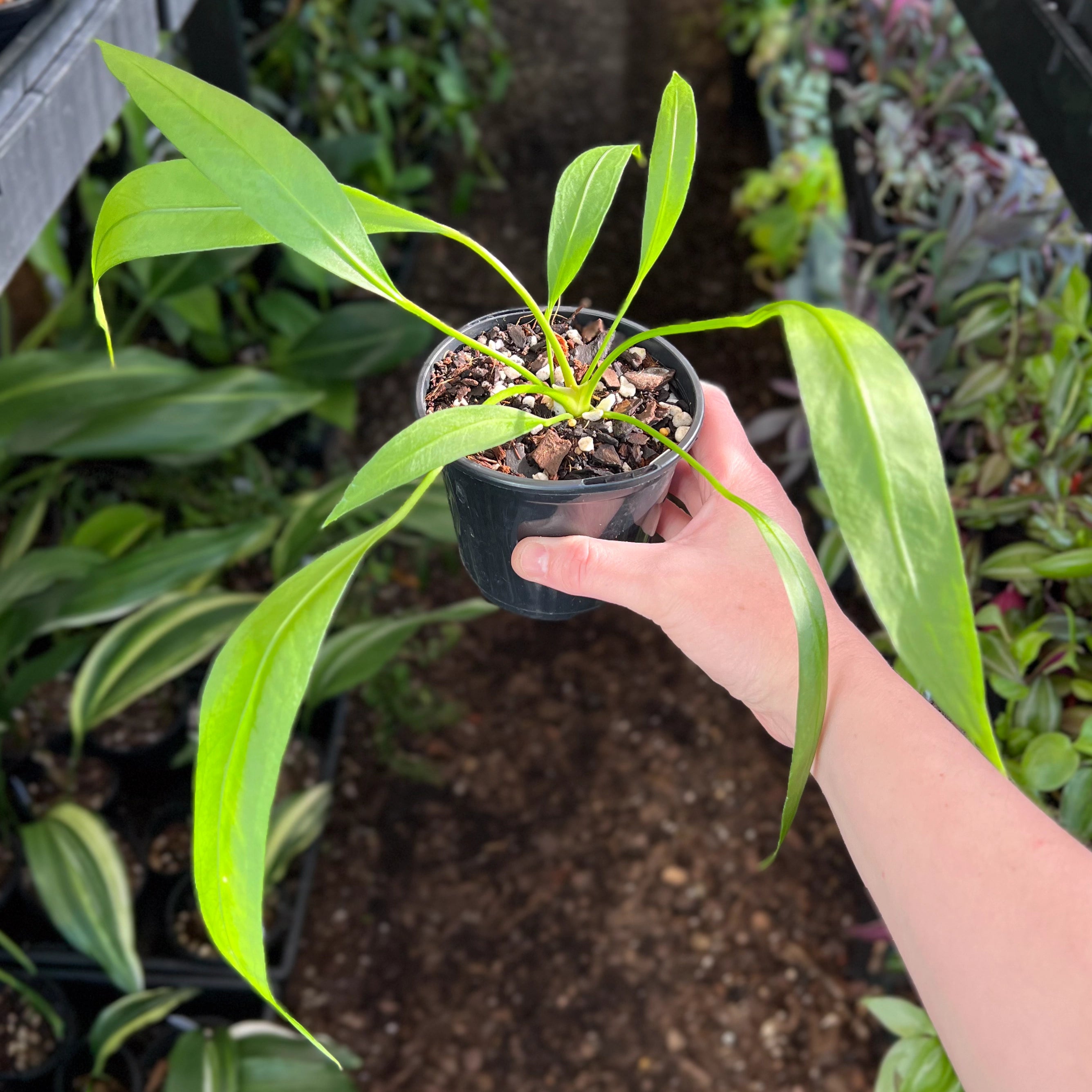 anthurium plant online shopping Buy Rare Anthurium Vittarifolium Online