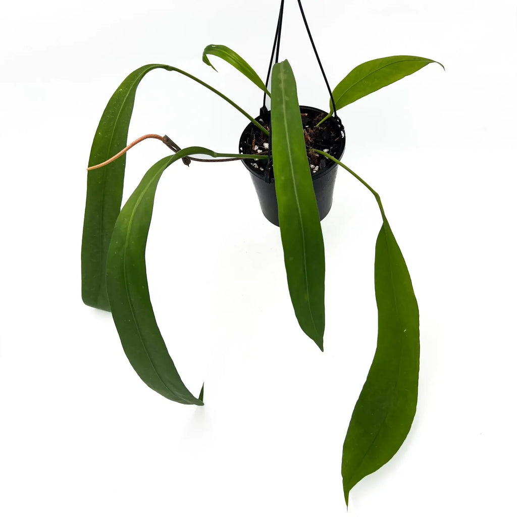 Rare Anthurium Vittarifolium with long strap-like leaves, perfect for indoor spaces. Buy rare aroids online at Chalet Boutique, Australia.