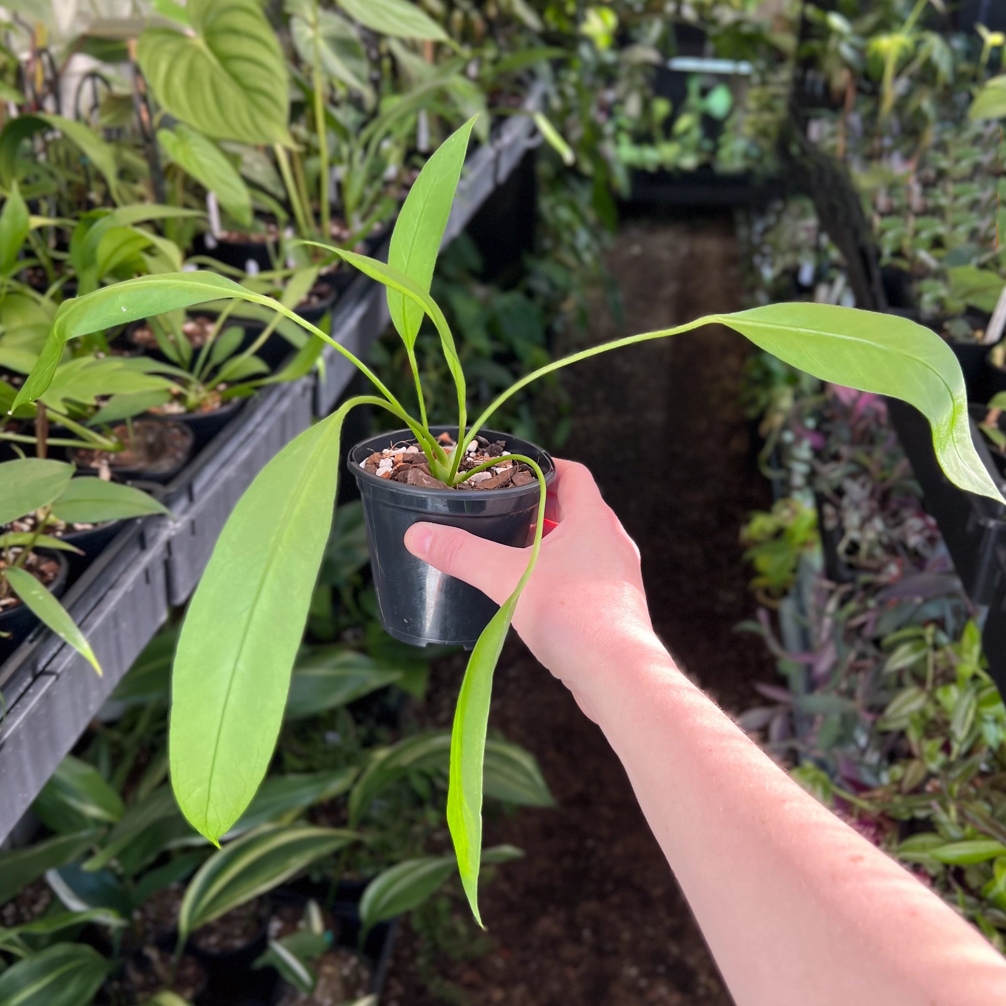 vittarifolium anthurium Buy Rare Anthurium Vittarifolium Online