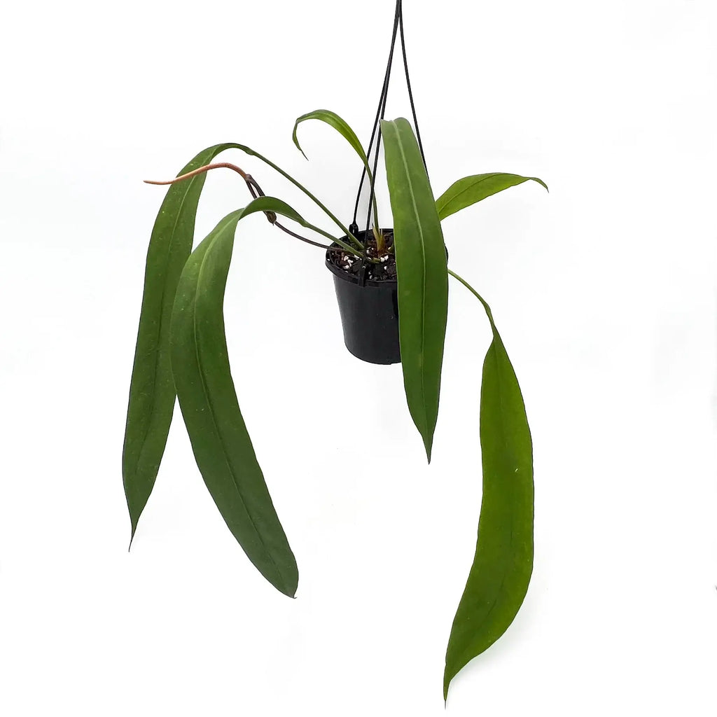 Anthurium Vittarifolium plant with long, strap-like leaves in a pot, perfect for collectors. Buy rare indoor plants, Chalet Boutique, Australia.