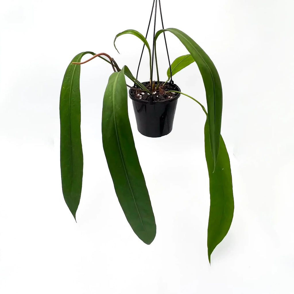 Anthurium Vittarifolium with long green strap-like leaves in black pot, ideal for bright, humid interiors. Chalet Boutique, Australia.