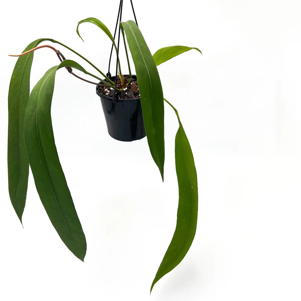 Anthurium Vittarifolium with long green leaves in hanging pot, rare indoor plant for sale in Australia. Chalet Boutique, Australia.