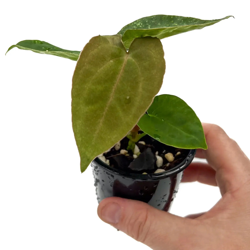 Young Anthurium Velvet Cherry hybrid held in hand, showcasing lush green foliage. Chalet Boutique, Australia.