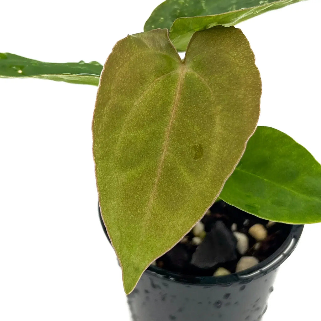 Close-up of a lush Anthurium Velvet Cherry Hybrid plant with velvety leaves in a black pot. Chalet Boutique, Australia.