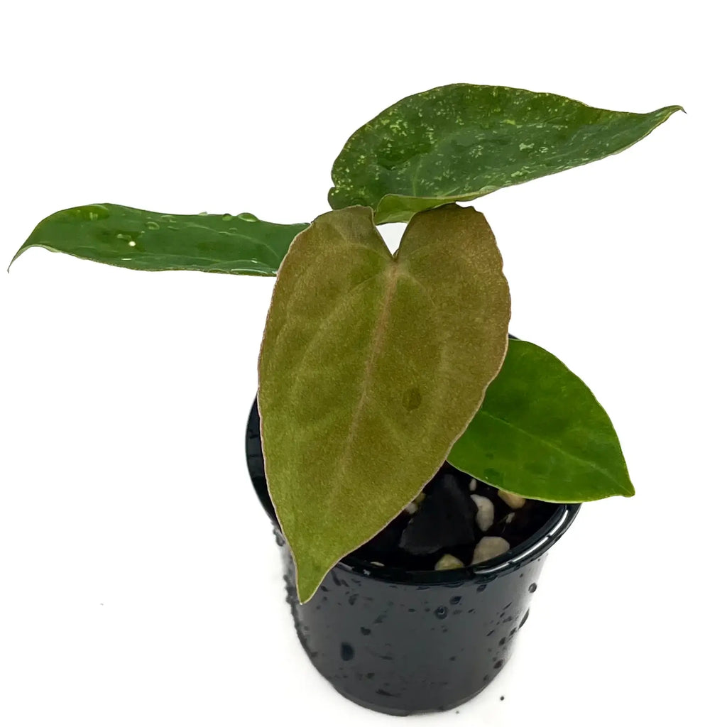 Young Hoya plant with heart-shaped leaves in a black pot, ideal for indoor gardening, available at Chalet Boutique, Australia.