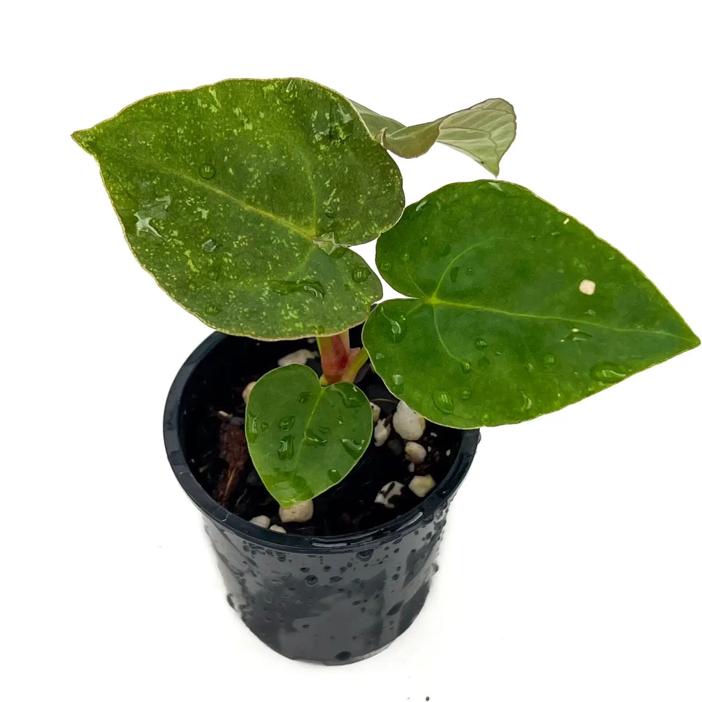 Anthurium Velvet Cherry Hybrid plant in pot, showcasing lush green leaves with water droplets, available at Chalet Boutique, Australia.