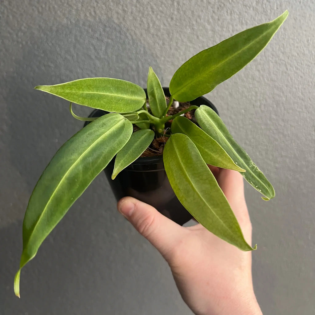 Hand holding a Hoya plant with long green leaves, perfect for indoor décor. Buy indoor plants online at Chalet Boutique, Australia.