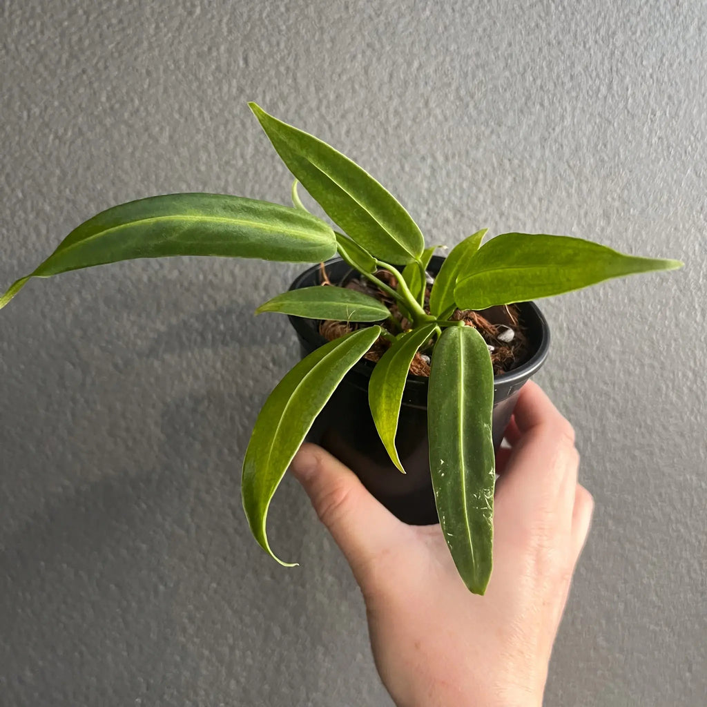 Anthurium warocqueanum in a pot, showcasing long, velvety leaves, perfect for indoor plant lovers. Chalet Boutique, Australia.