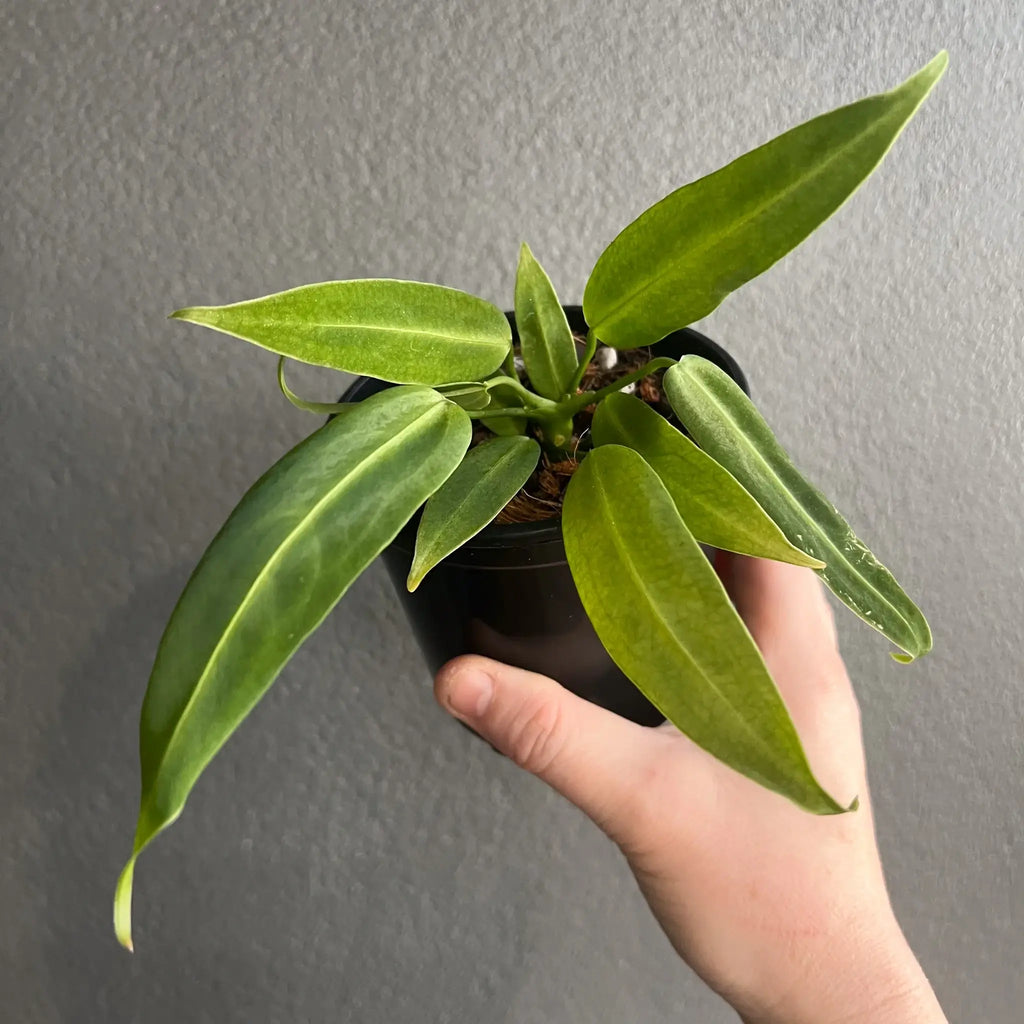 Hand holding a healthy Anthurium warocqueanum plant in a black pot, featuring long, velvety leaves. Buy indoor plants online at Chalet Boutique, Australia.