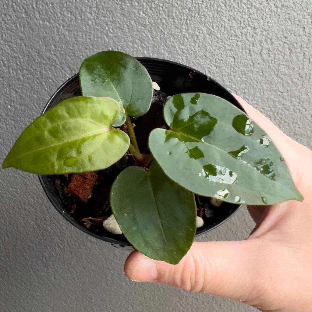 Anthurium ((Zara x Michelle) x pap) x jayda seedlings