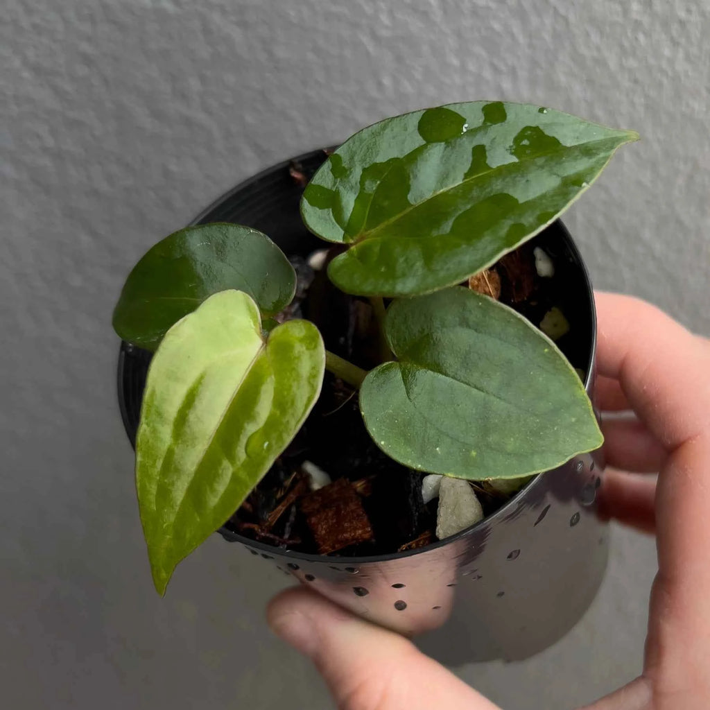 Anthurium ((Zara x Michelle) x pap) x jayda seedlings