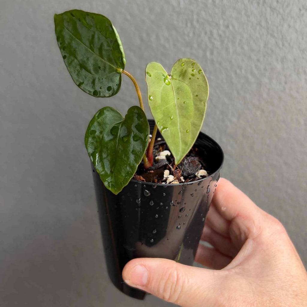 Anthurium ((Zara x Michelle) x pap) x jayda seedlings