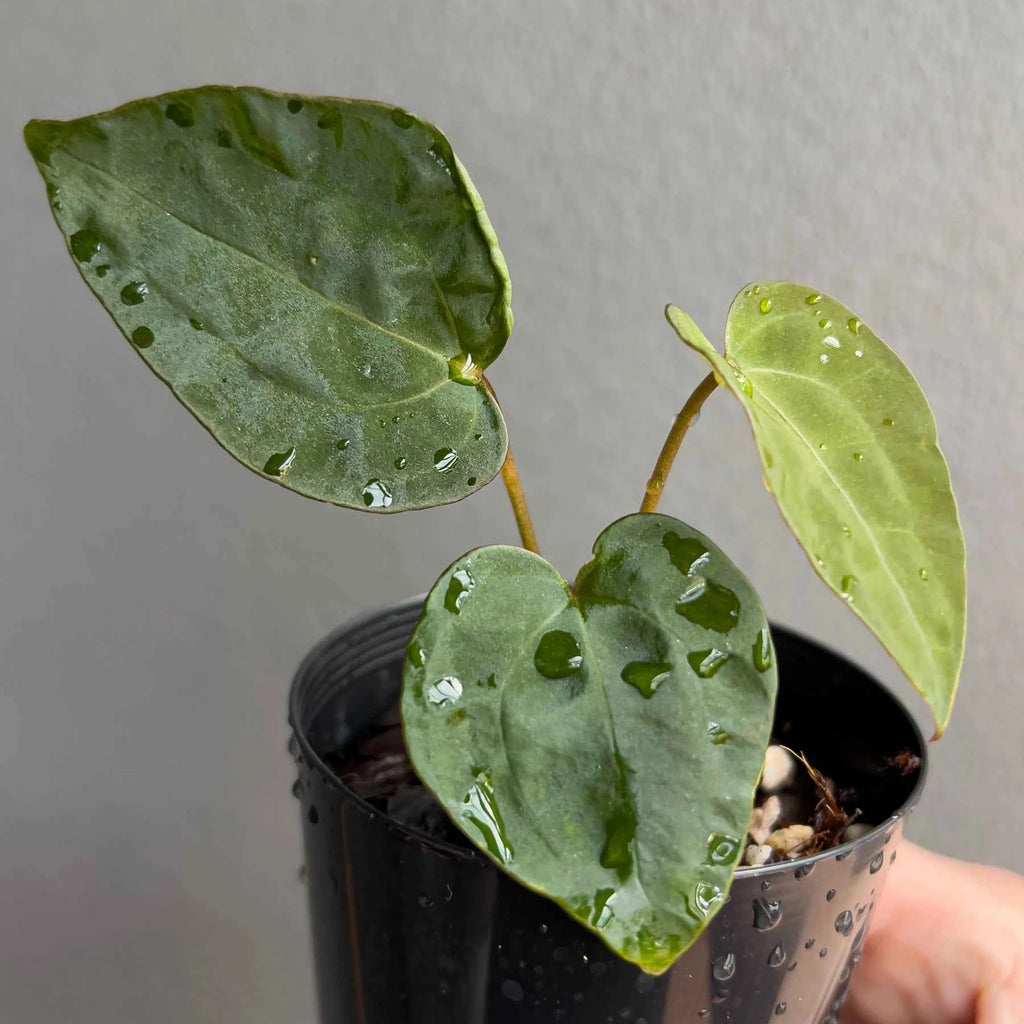 Anthurium ((Zara x Michelle) x pap) x jayda seedlings
