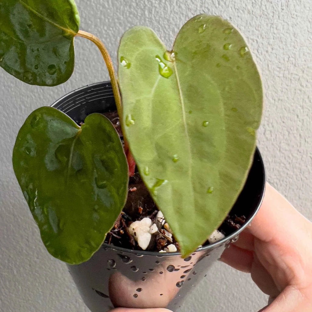 Anthurium ((Zara x Michelle) x pap) x jayda seedlings