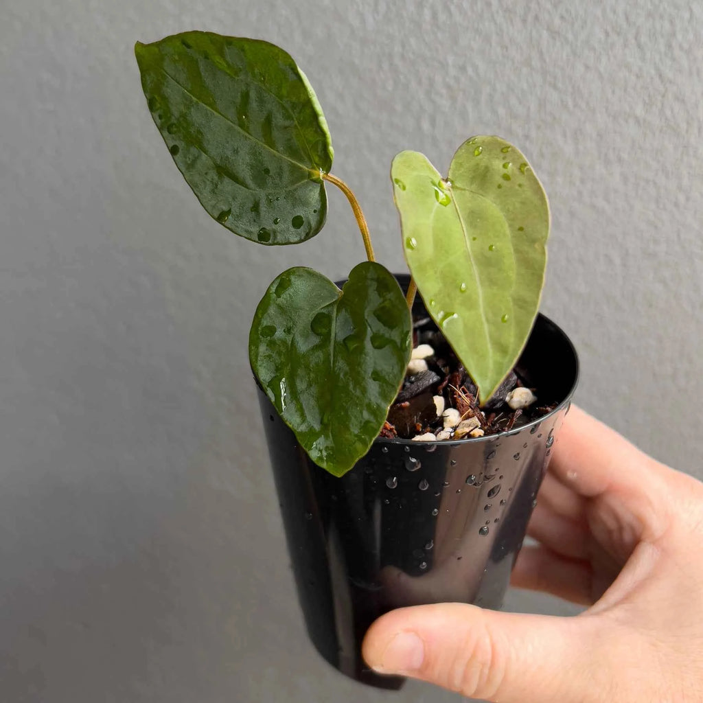 Anthurium ((Zara x Michelle) x pap) x jayda seedlings