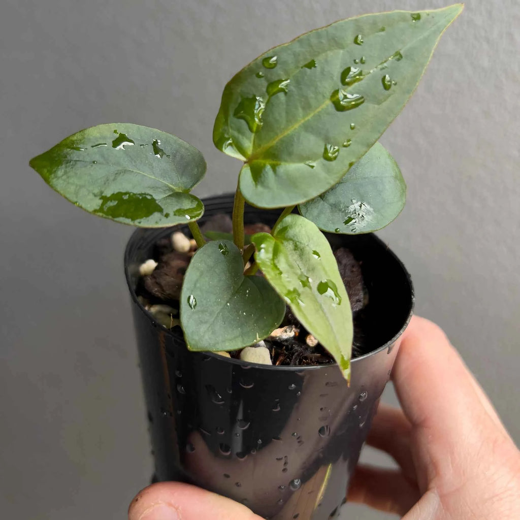 Anthurium ((Zara x Michelle) x pap) x jayda seedlings