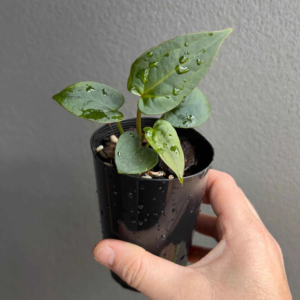 Anthurium ((Zara x Michelle) x pap) x jayda seedlings