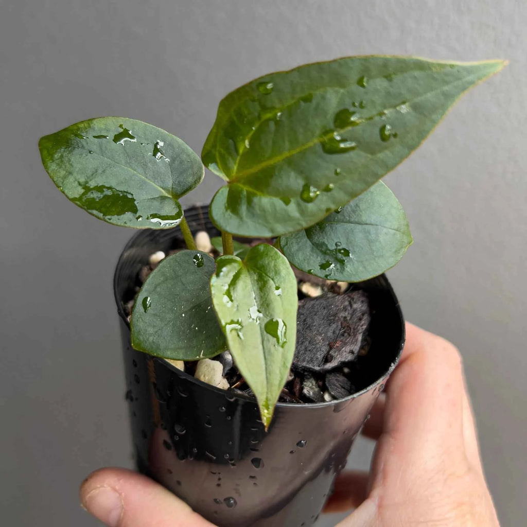 Anthurium ((Zara x Michelle) x pap) x jayda seedlings