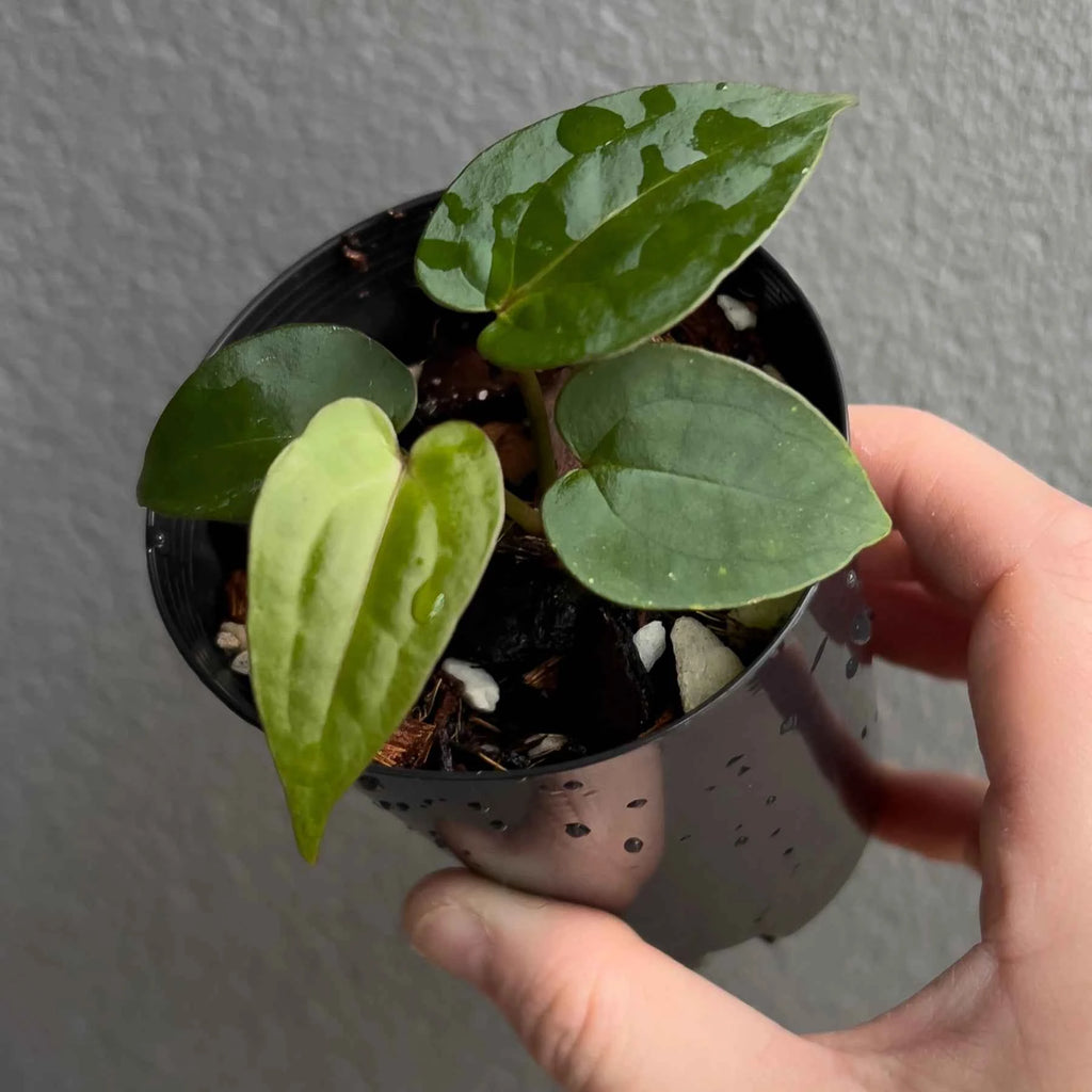 Anthurium ((Zara x Michelle) x pap) x jayda seedlings