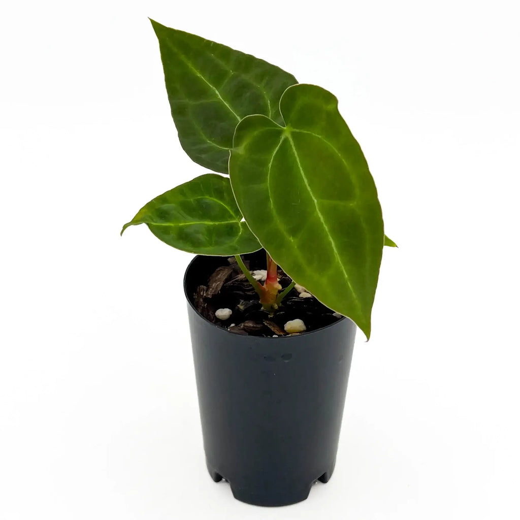 Anthurium crystallinum x clarinervium hybrid plant in 10cm pot, featuring dark green velvety leaves and shimmering veins, Chalet Boutique, Australia.