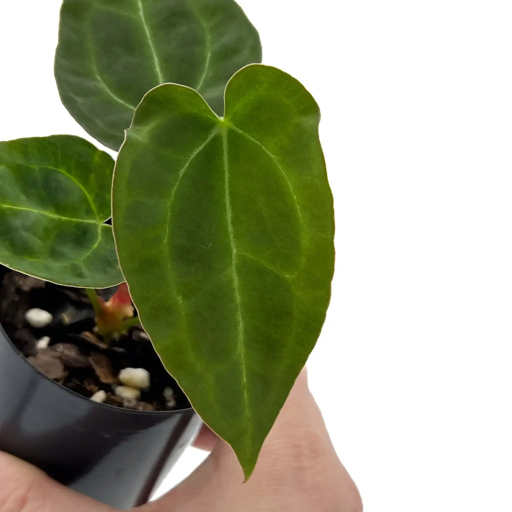 Close-up of Anthurium crystallinum x clarinervium leaf in 10cm propagation pot, showcasing its velvety texture. Chalet Boutique, Australia.