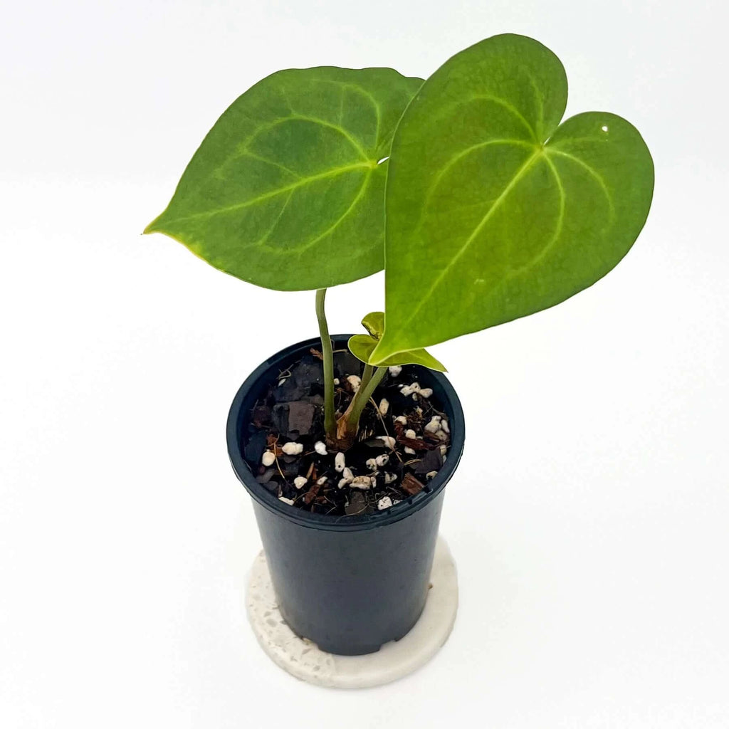 Anthurium Clarinervium X | Indoor Plant | Chalet Boutique - Australia