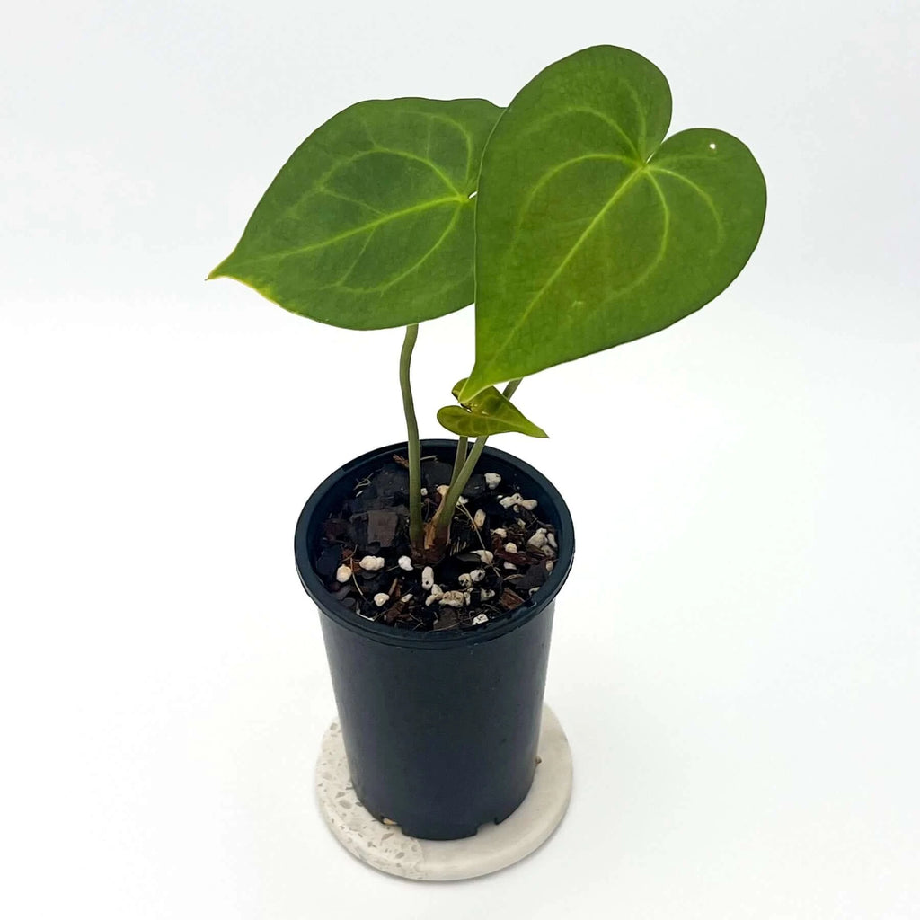 Anthurium Clarinervium X | Indoor Plant | Chalet Boutique - Australia