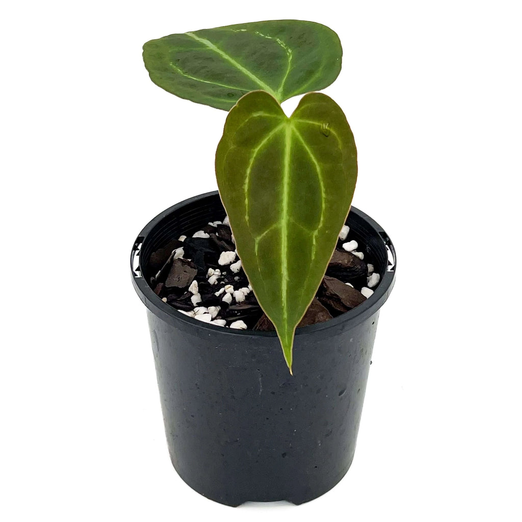 Anthurium Dark Complex Hybrid | Indoor Plant | Chalet Boutique - Australia