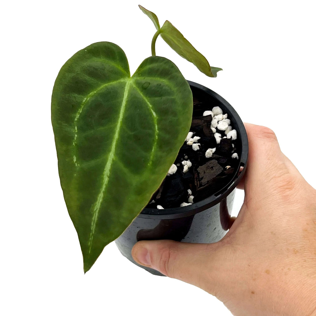 Anthurium Dark Complex Hybrid | Indoor Plant | Chalet Boutique - Australia
