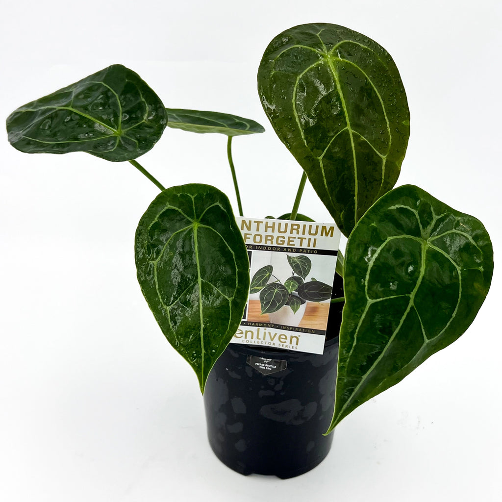 Anthurium forgetii | Indoor Plant | Chalet Boutique - Australia
