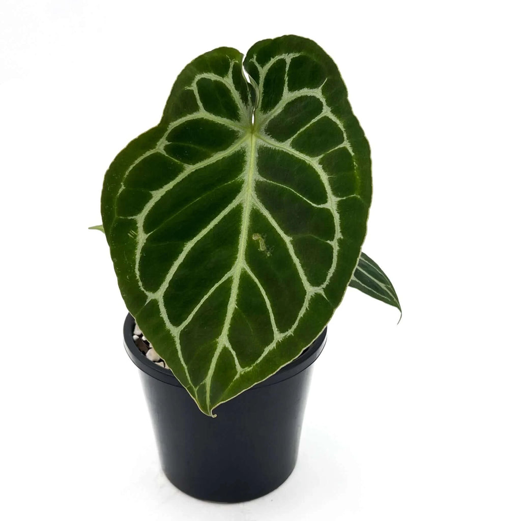 Anthurium forgetii x crystallinum | Indoor Plant | Chalet Boutique - Australia