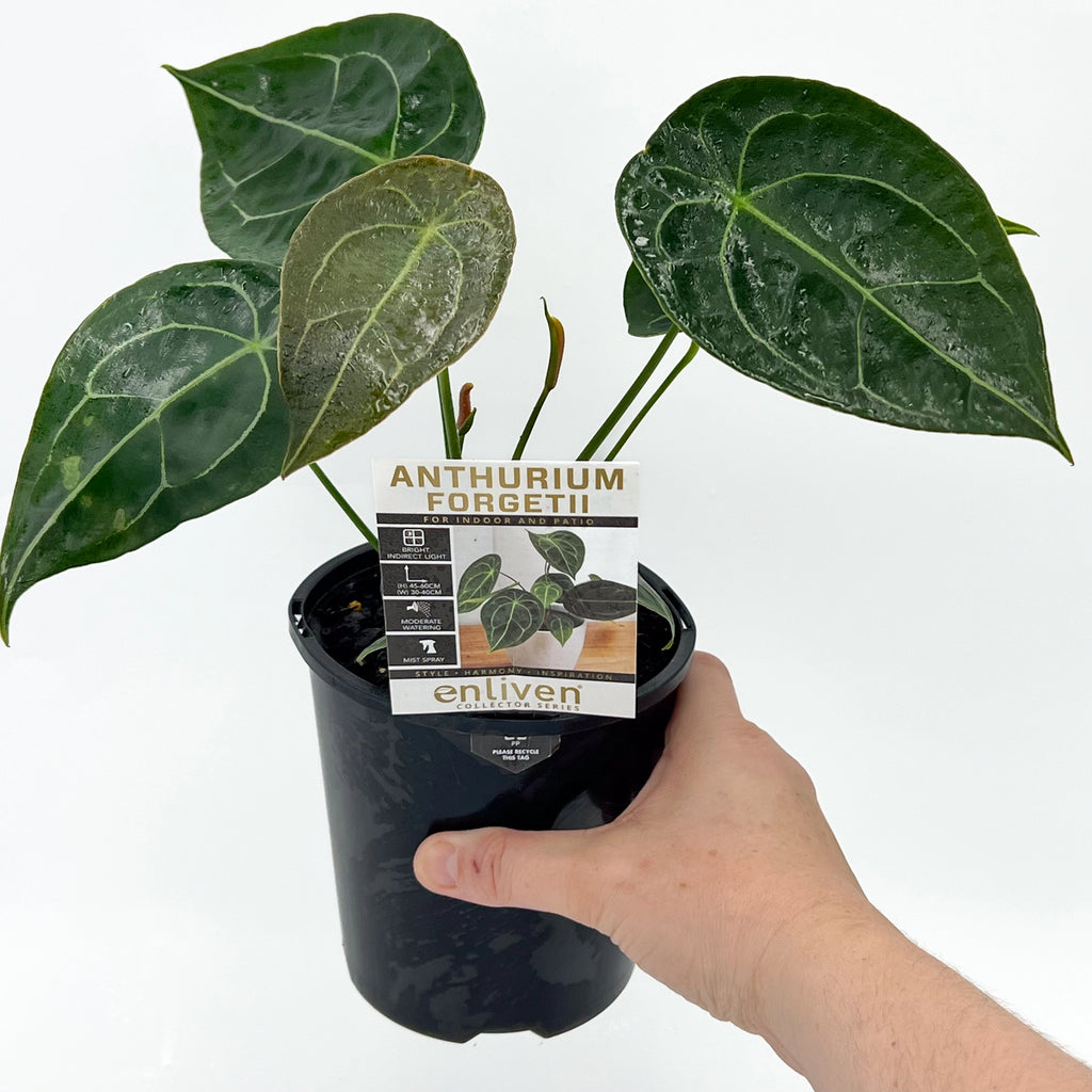 Anthurium forgetii | Indoor Plant | Chalet Boutique - Australia