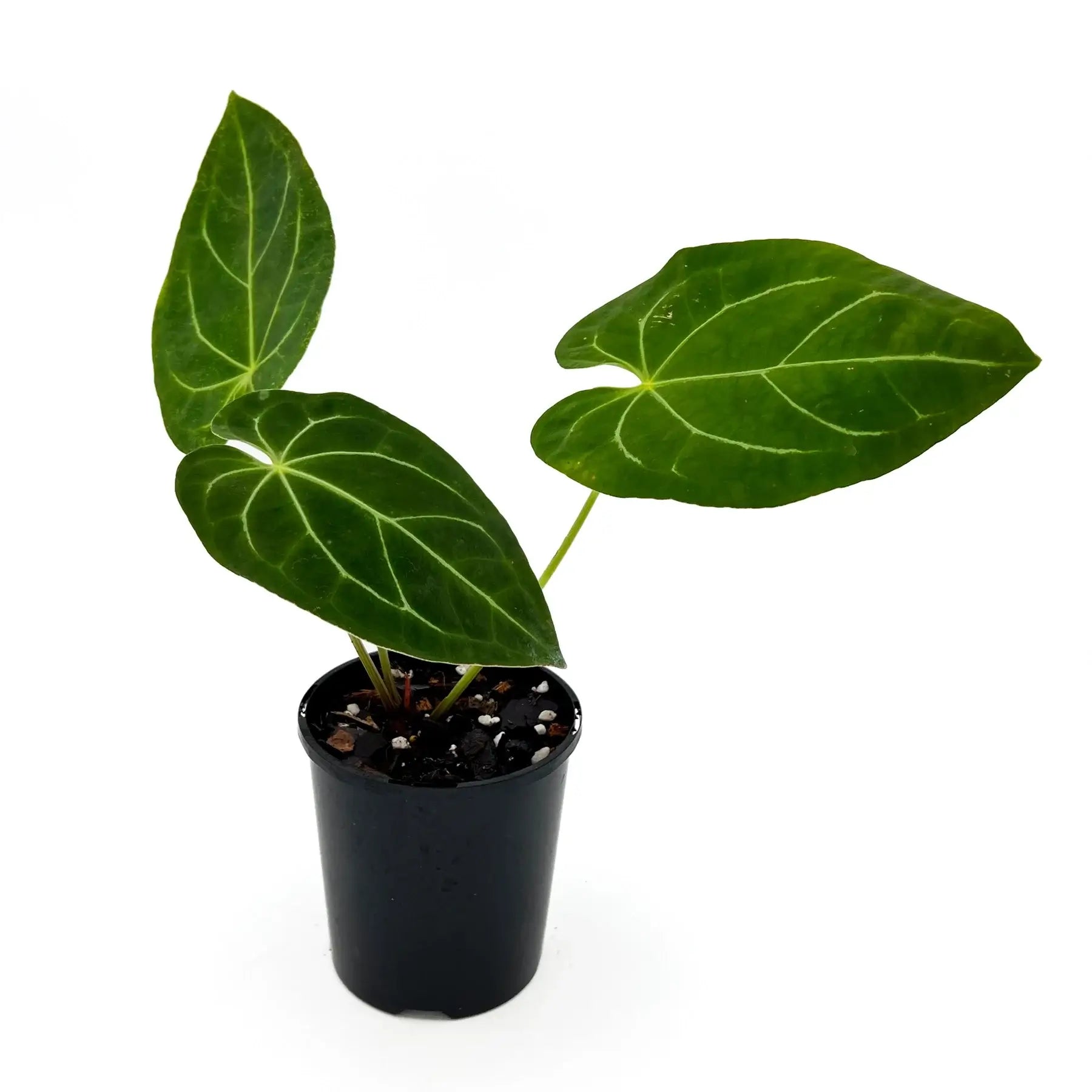 anthurium forgetii australia Anthurium forgetii X