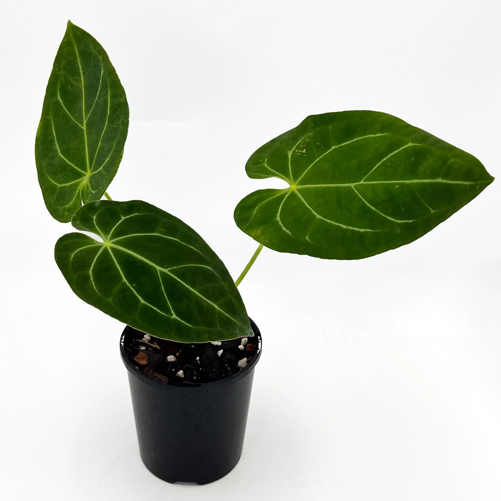 Anthurium forgetii X | Indoor Plant | Chalet Boutique - Australia