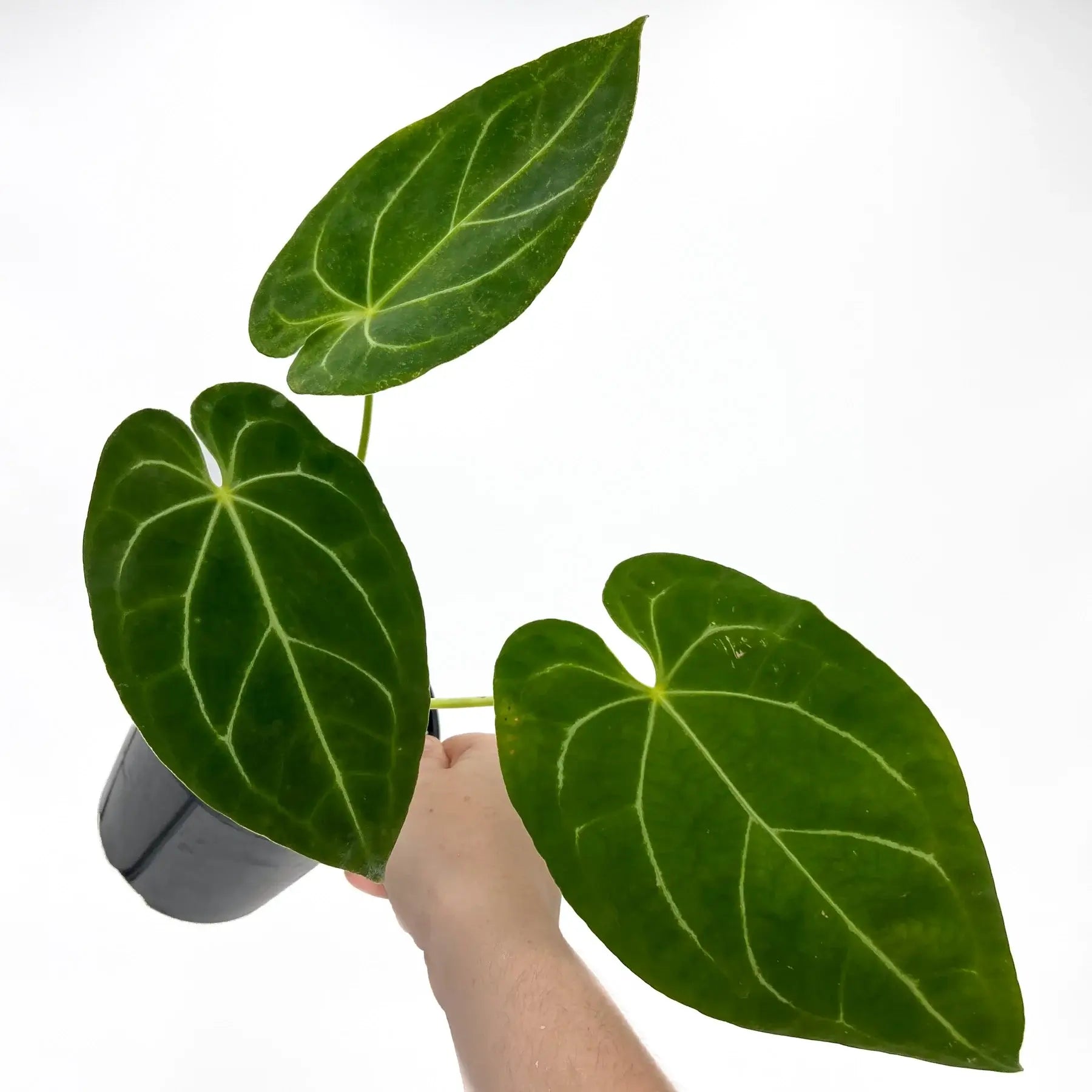 anthurium forgetii australia Anthurium forgetii X