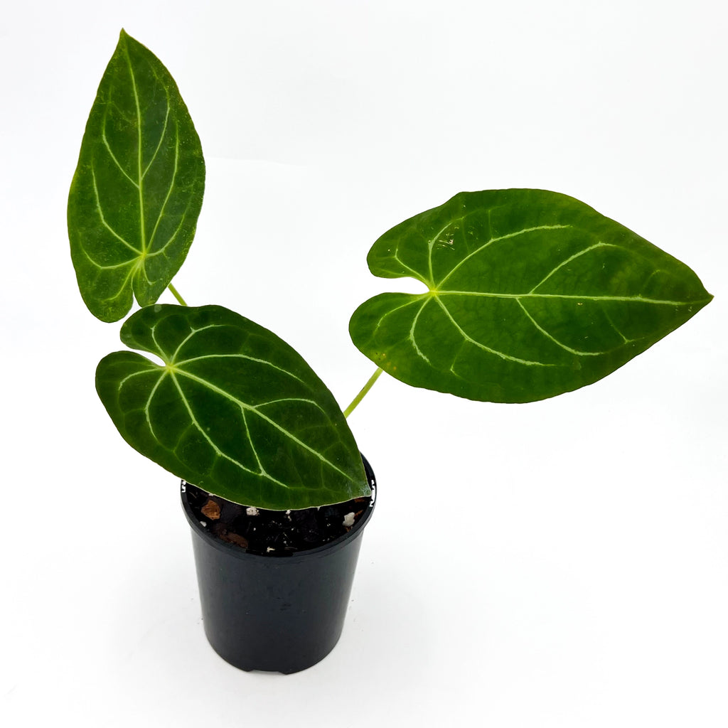 Anthurium forgetii X | Indoor Plant | Chalet Boutique - Australia