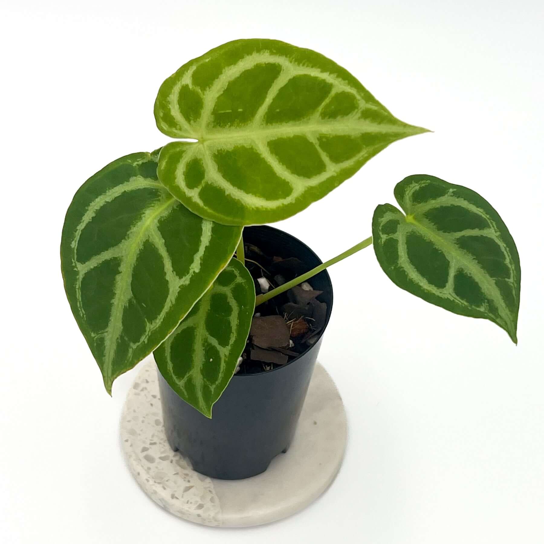 Anthurium Forgetii x Crystallinum | Rare Indoor Plants