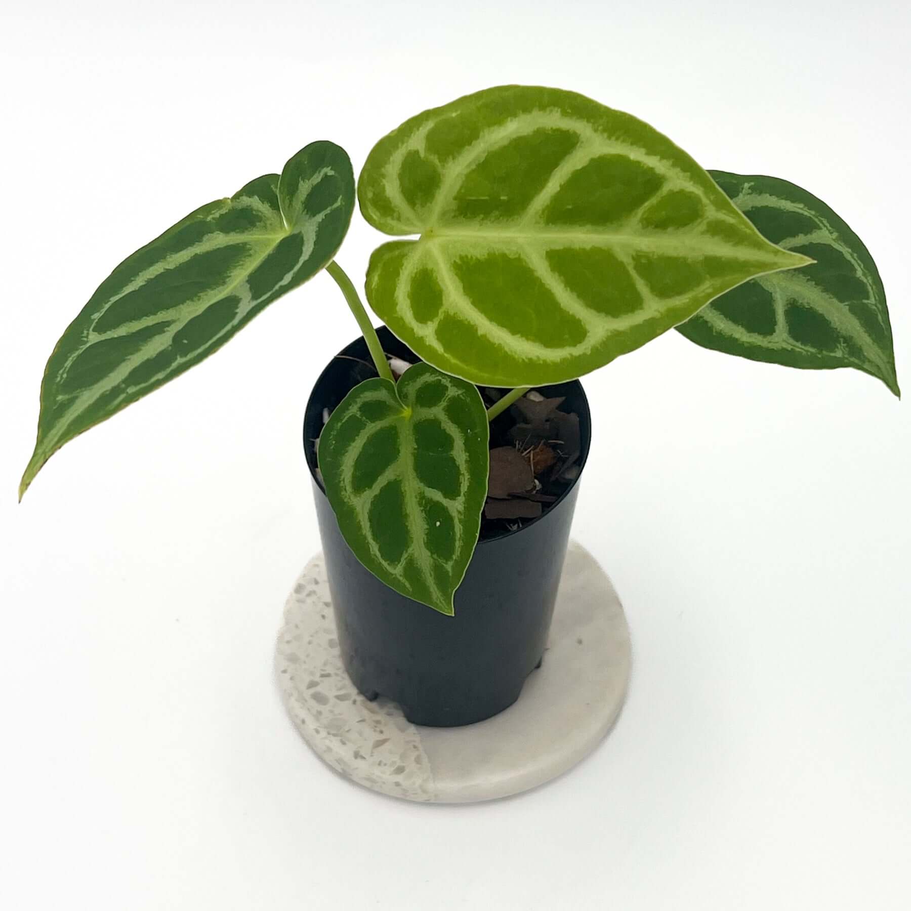 Anthurium Forgetii x Crystallinum | Rare Indoor Plants